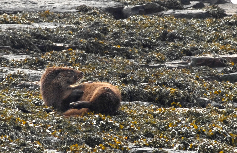 walk mull otter