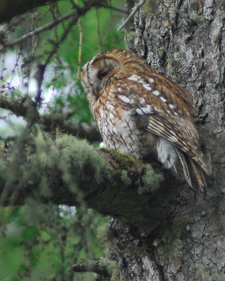 walk mull tawny owl